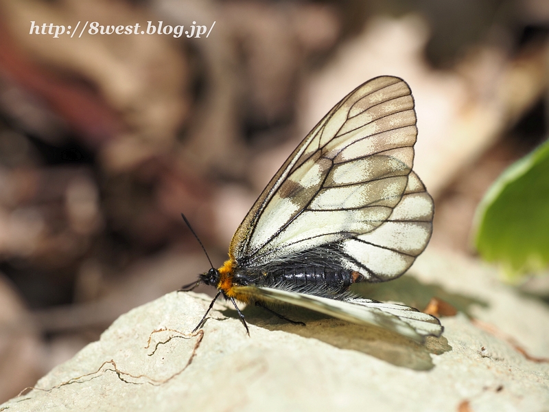 ウスバアゲハ2