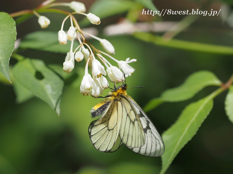ウスバアゲハ3