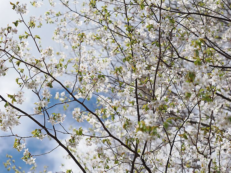 霞桜6