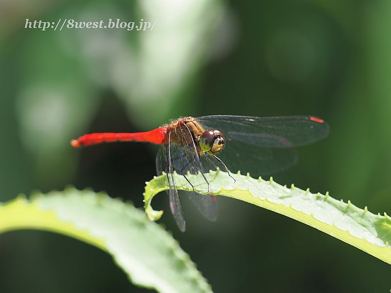 マユタテアカネ2