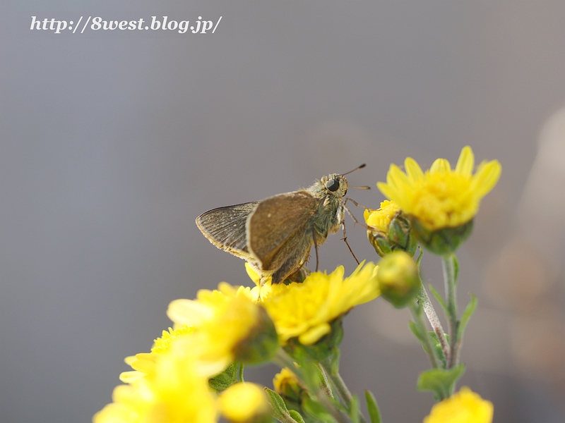 チャバネセセリ5