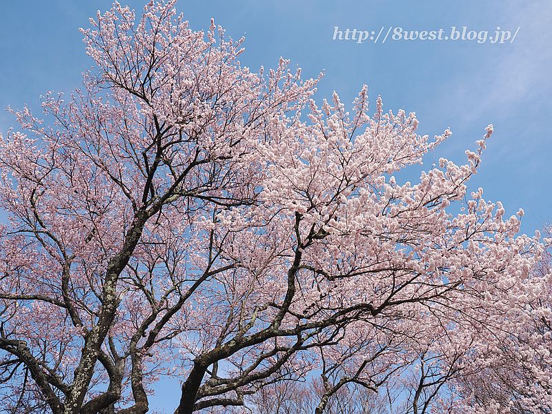 桜04
