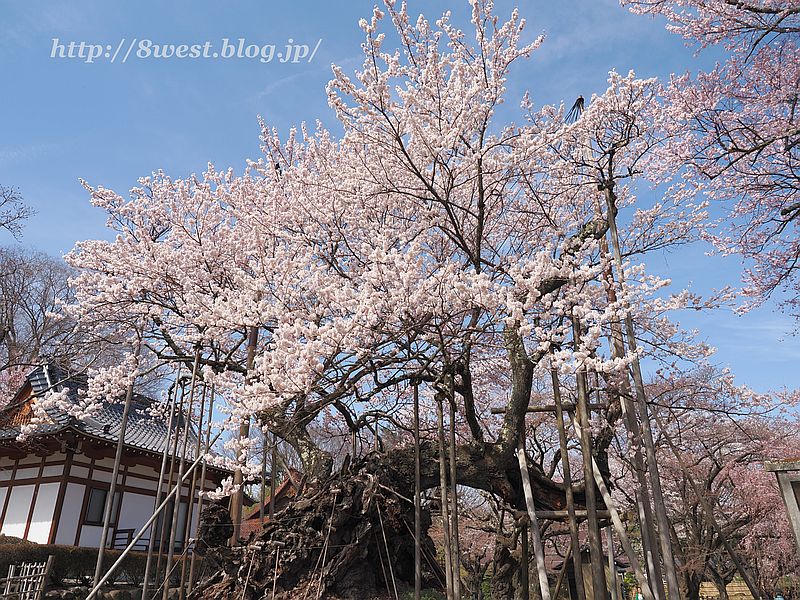 神代桜03