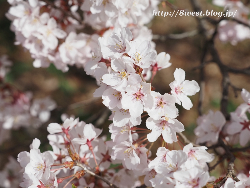 高遠小彼岸桜13