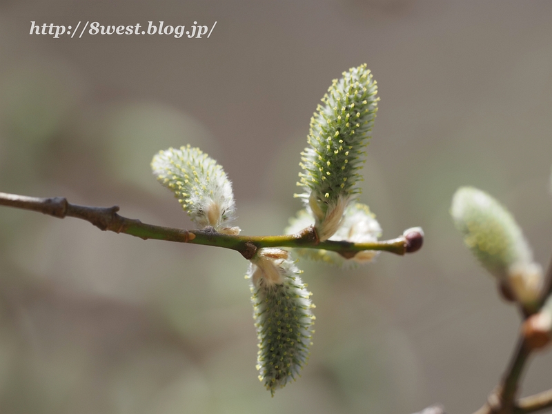 ヤナギ04