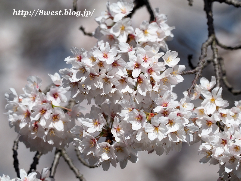 桜51