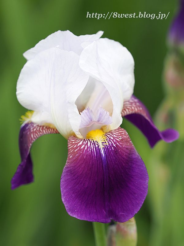 ジャーマンアイリス