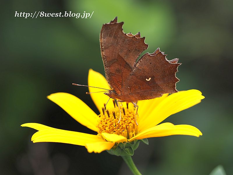 キタテハ5