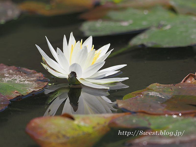 睡蓮12