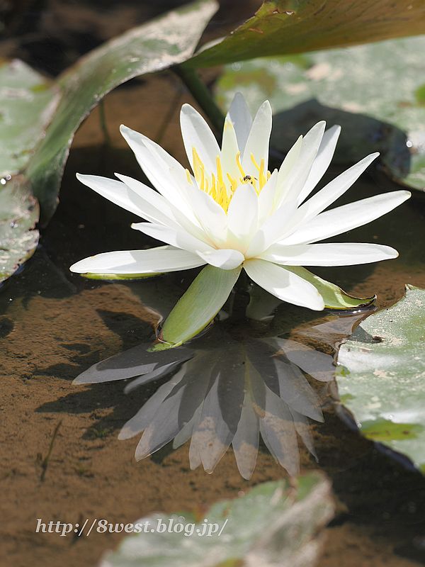 睡蓮9