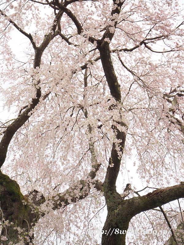 祖霊桜11