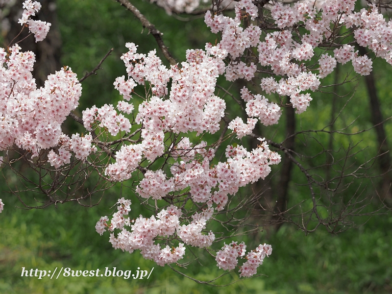 高遠小彼岸桜05