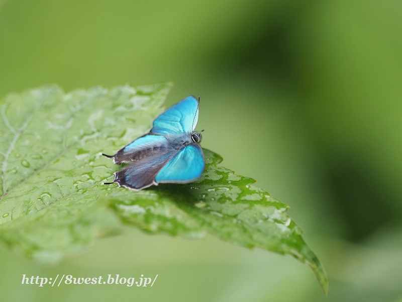 ジョウザンミドリシジミ06