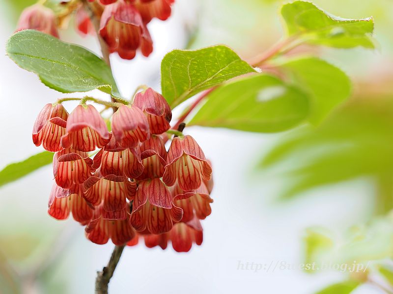 サラサドウダン