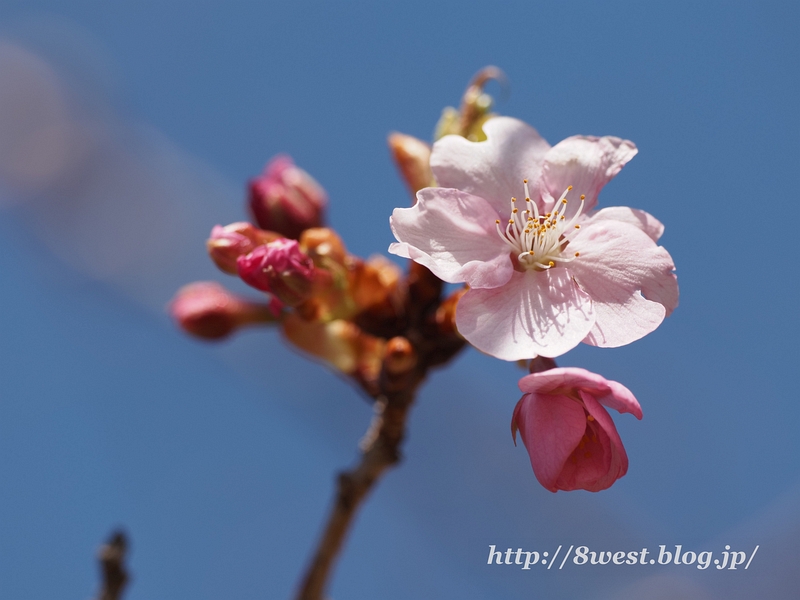 河津桜1