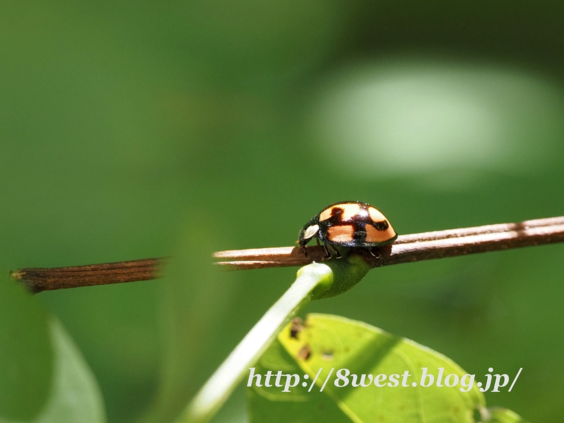 カメノコテントウ1