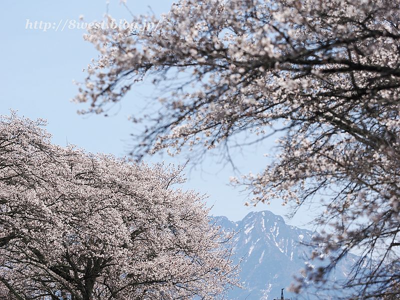 桜12
