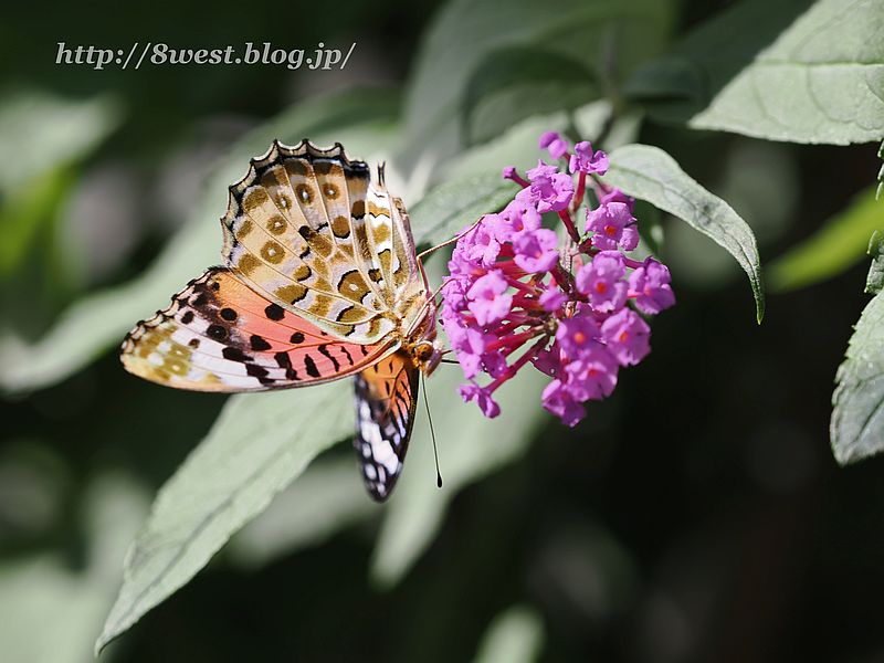 ツマグロヒョウモン1