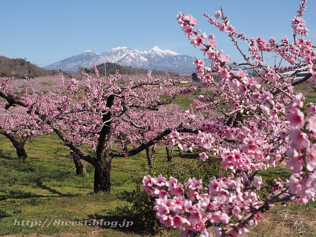桃と八ヶ岳05