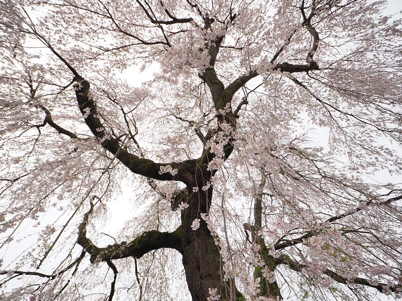 祖霊桜16