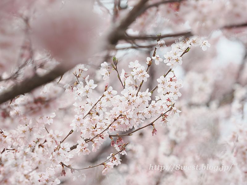 高遠小彼岸桜08