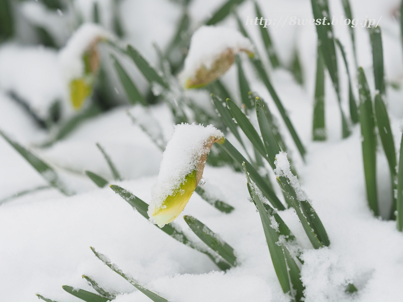 雪2
