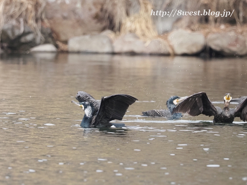 カワウ2