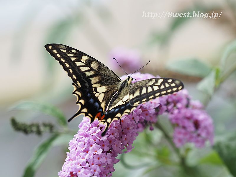 キアゲハ12
