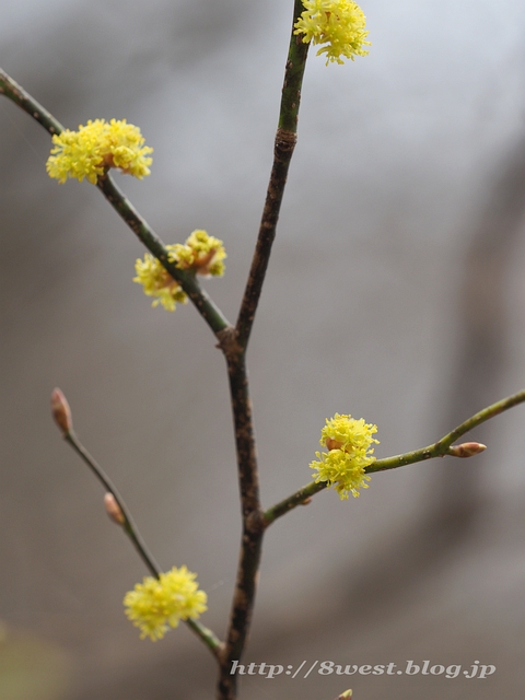 ダンコウバイ04