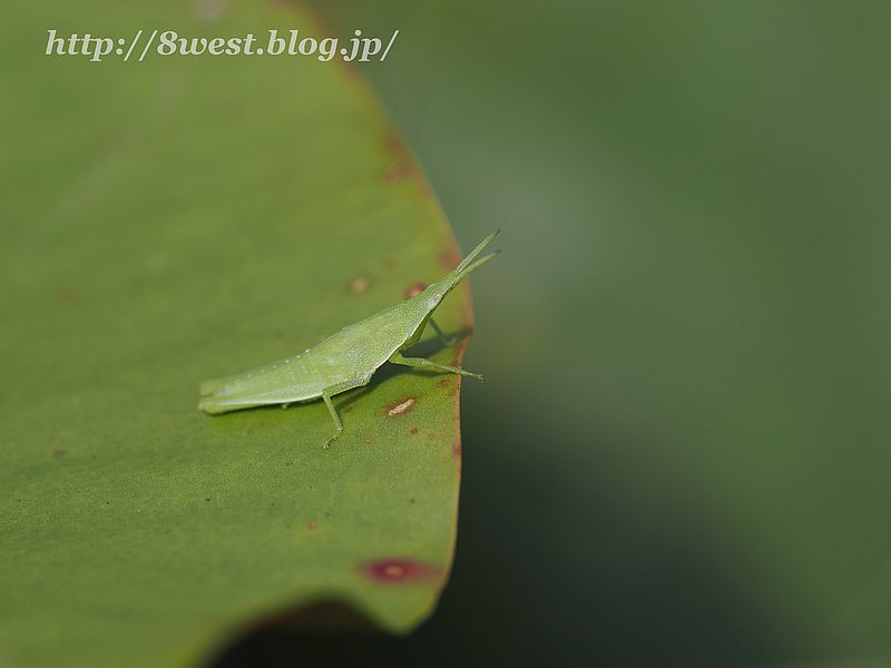 ショウリョウバッタ