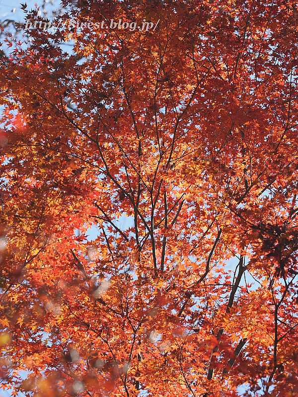 モミジ1