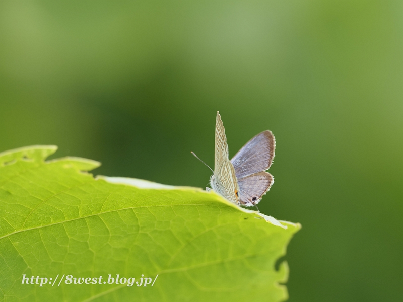 ウラナミシジミ02