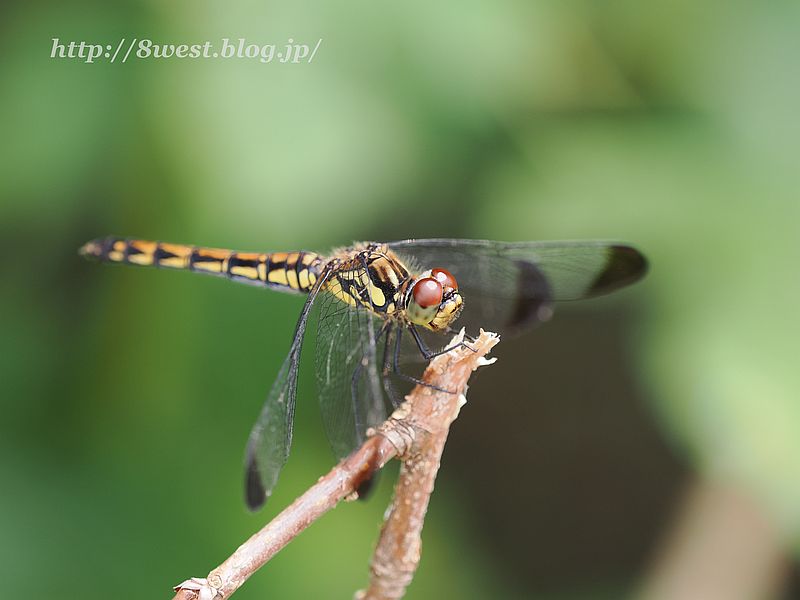 ノシメトンボ