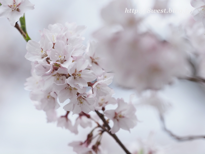 桜06