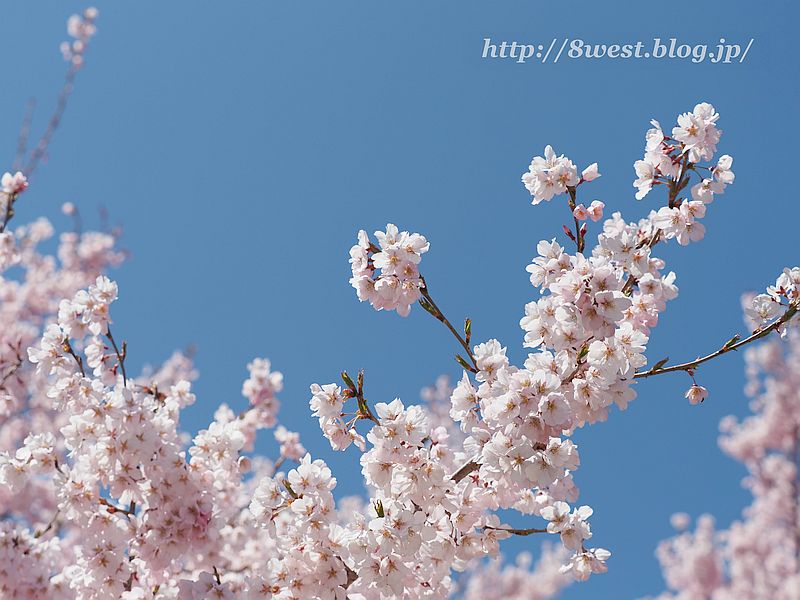 桜32