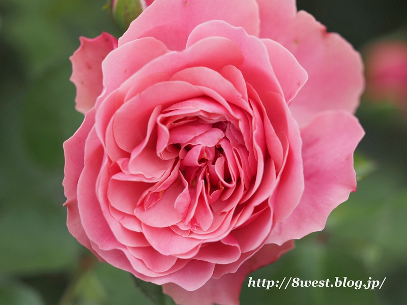 バラ2