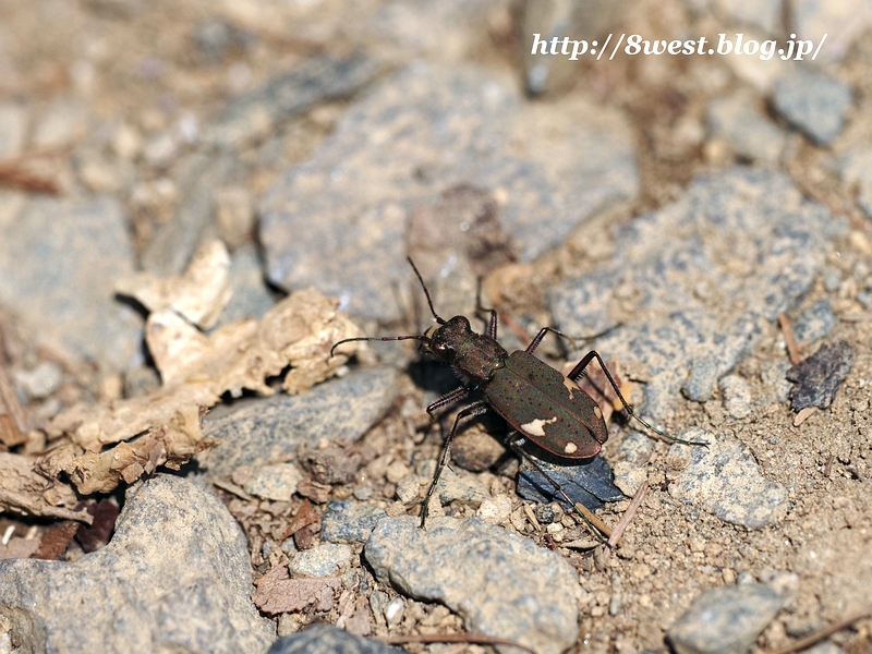 ニワハンミョウ1