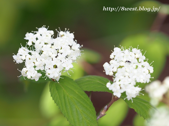 コバノガマズミ1