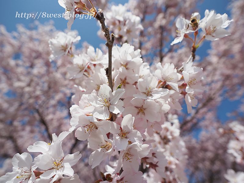 桜11