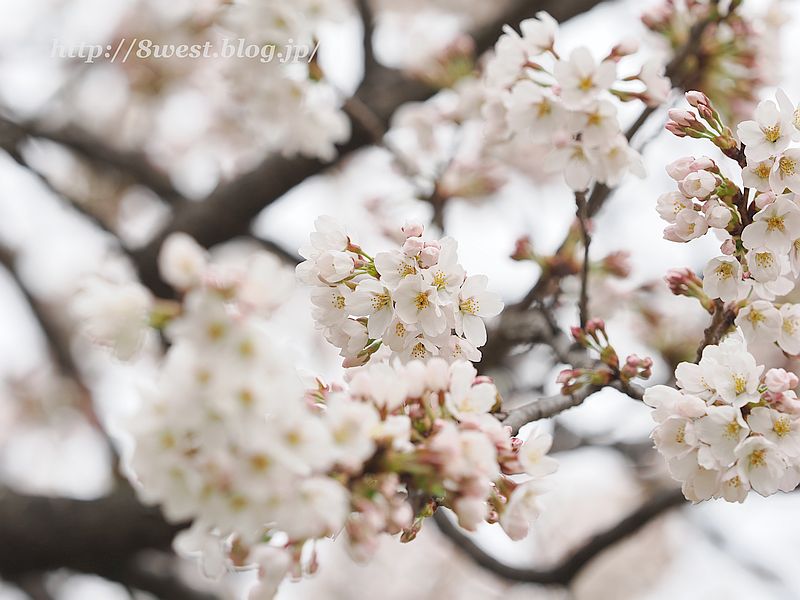 桜10