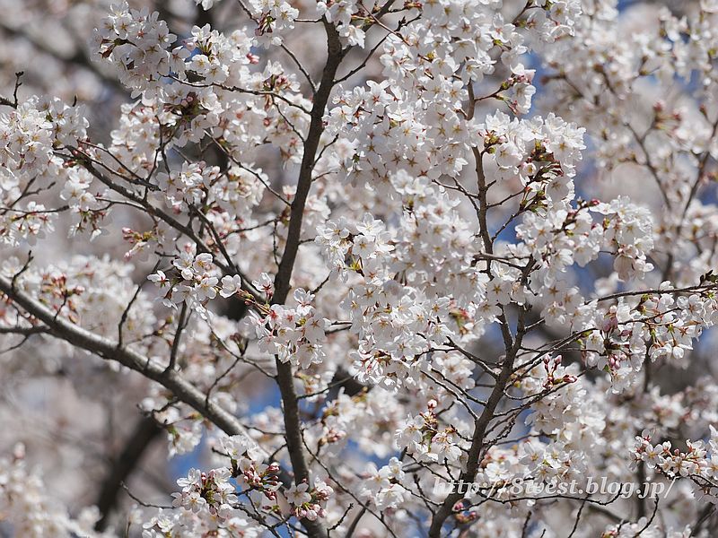 桜5
