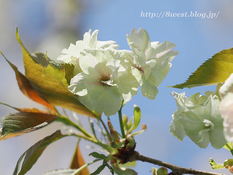 八重桜11