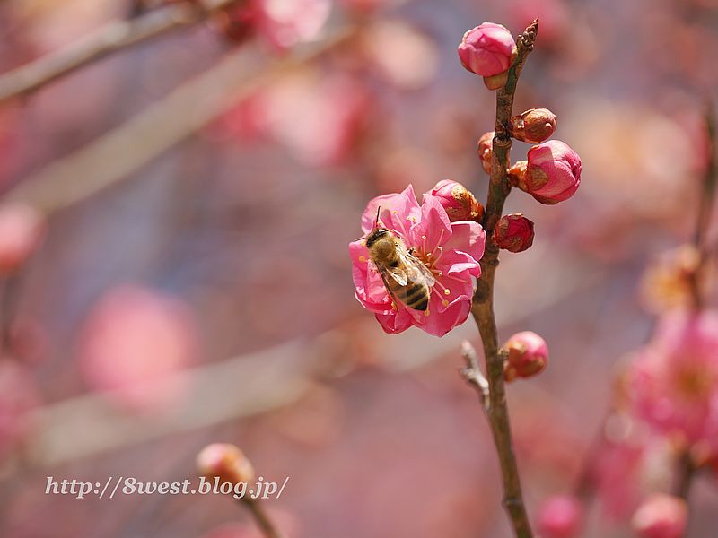 蜜蜂2