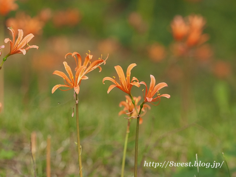 キツネノカミソリ05