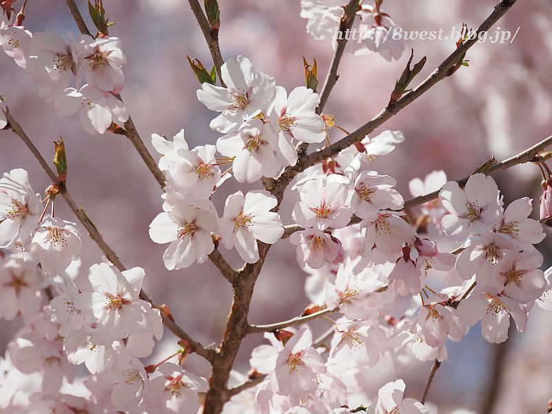 桜38