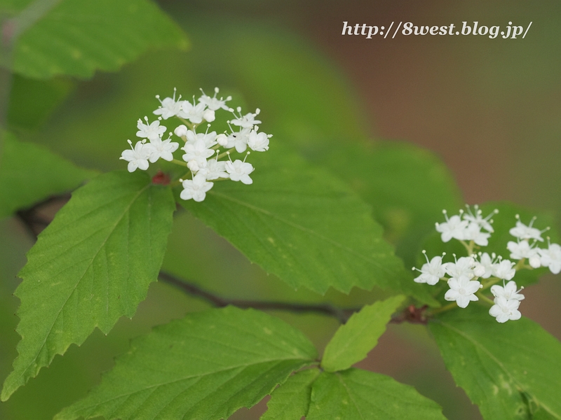 コバノガマズミ3