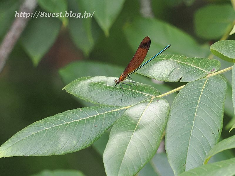 ミヤマカワトンボ5