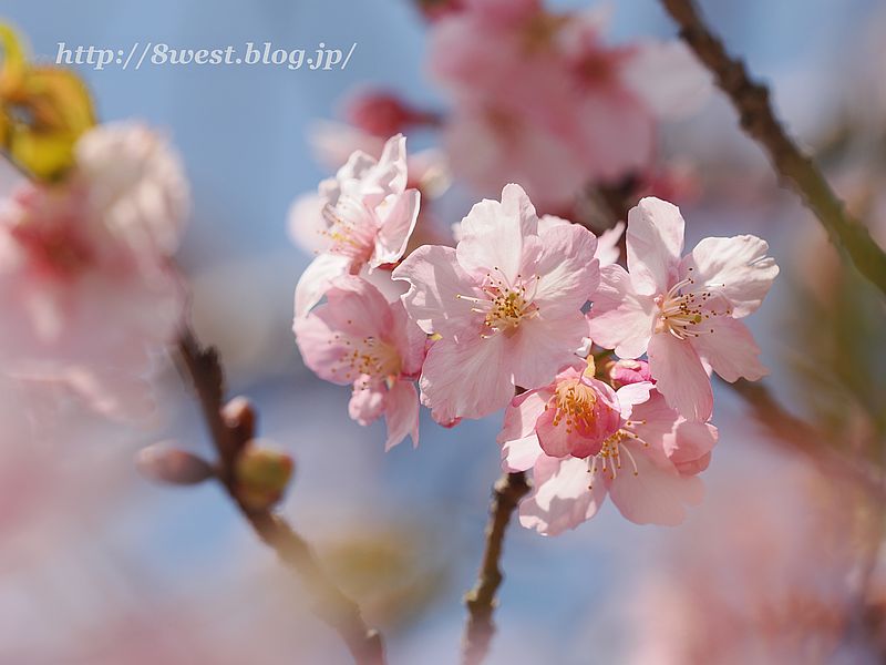河津桜08