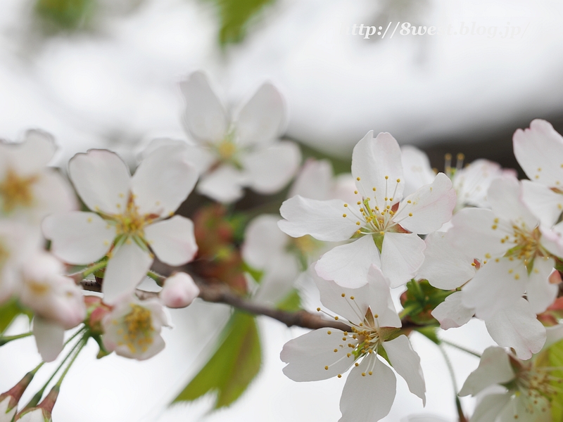 霞桜3