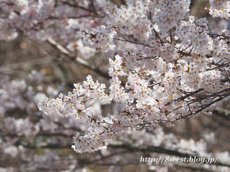 葛窪桜01